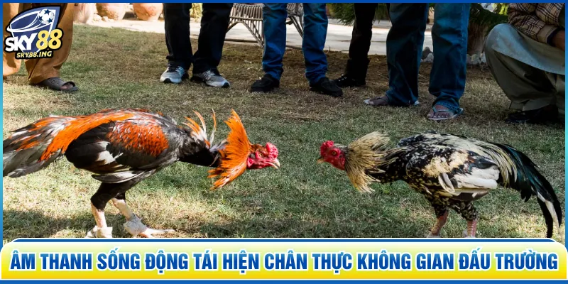 Âm thanh sống động tái hiện chân thực không gian đấu trường