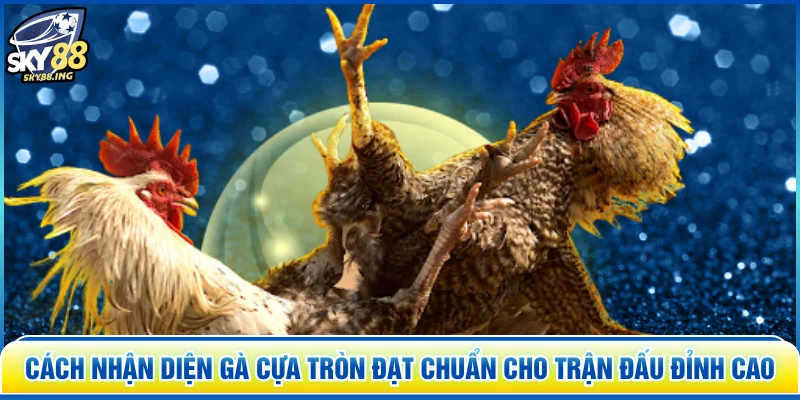 Cách nhận diện gà cựa tròn đạt chuẩn cho trận đấu đỉnh cao