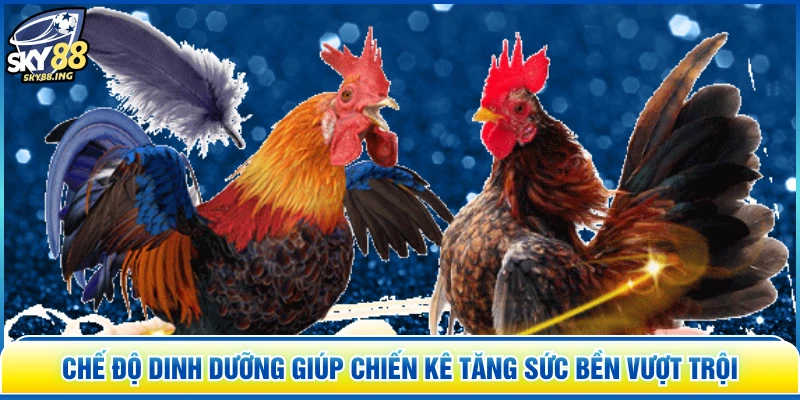 Chế độ dinh dưỡng giúp chiến kê tăng sức bền vượt trội