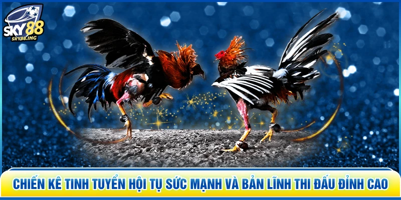 Chiến kê tinh tuyển hội tụ sức mạnh và bản lĩnh thi đấu đỉnh cao