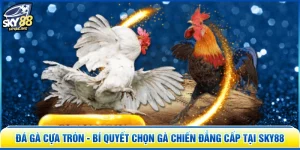 Đá Gà Cựa Tròn - Bí Quyết Chọn Gà Chiến Đẳng Cấp Tại SKY88
