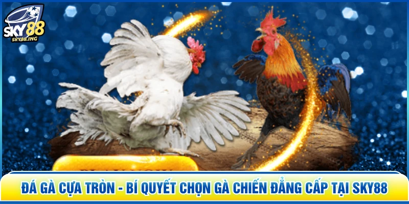 Đá Gà Cựa Tròn - Bí Quyết Chọn Gà Chiến Đẳng Cấp Tại SKY88