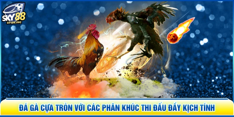 Đá Gà Cựa Tròn với các phân khúc thi đấu đầy kịch tính