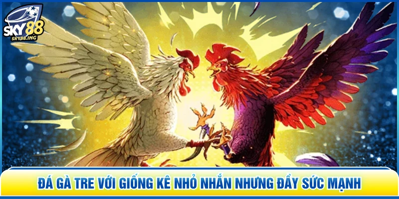 Đá Gà Tre với giống kê nhỏ nhắn nhưng đầy sức mạnh