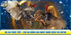Đá Gà Trực Tiếp - Sới Gà Đỉnh Cao Nhất Năm 2026 Tại SKY88