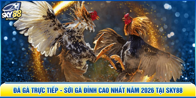 Đá Gà Trực Tiếp - Sới Gà Đỉnh Cao Nhất Năm 2026 Tại SKY88