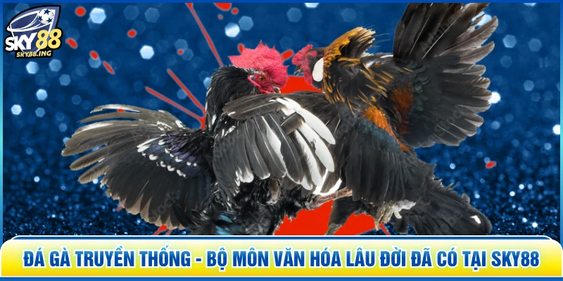 Đá Gà Truyền Thống - Bộ Môn Văn Hóa Lâu Đời Đã Có Tại SKY88
