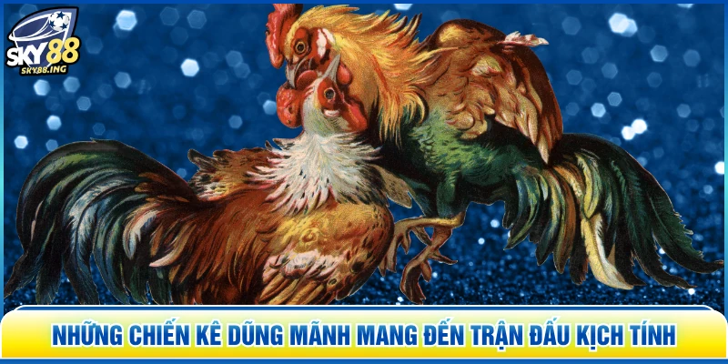 Những chiến kê dũng mãnh mang đến trận đấu kịch tính